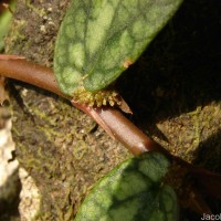Procris repens (Lour.) B.J.Conn & Hadiah
